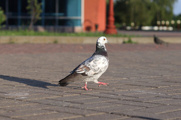 Close up of a wild pigeon, rock dove.