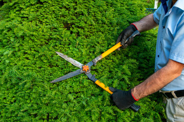 Gardener making arrangement , pruning.Mature gardener using pruning shears for trimming the...