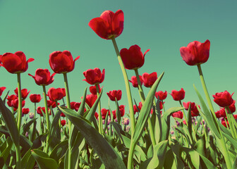 red tulips - vintage retro style
