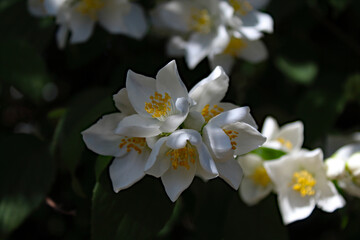 A beautiful closeup shot of a flower at a public garden at Crosby Marina, near Crosby Beach. This flower is open and in full bloom due to summer, ideal for a flower or nature background.