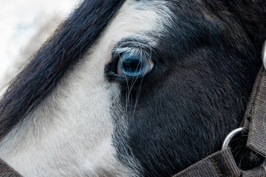 Profile close-up of piebald gypsy cob horse face and forehead showing blue wall eye