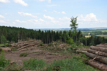 Fototapeta na wymiar Entwaldung - Baumstämme lagern in Hügellandschaft