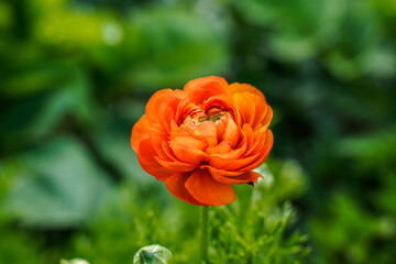 Beautiful orange ranunculus flower growing in an outdoor flower garden. 