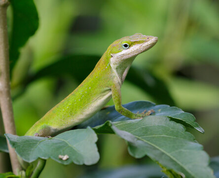 Green anole (Anolis carolinensis) portrait, Galveston, Texas, USA