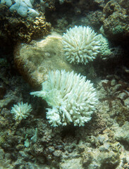 Fototapeta na wymiar View of bleaching coral in the sea