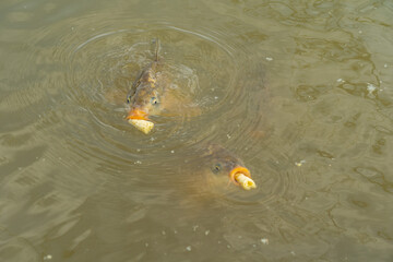 Carps eating on surface of the pond