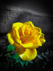 yellow rose on black background