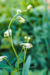 A delphinium plant starting to form blooms.
