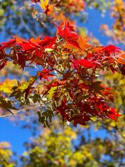 red autumn leaves