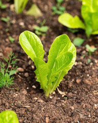 lettuce Salad grows in summer kitchen garden, allotment