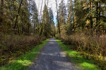 Fototapeta na wymiar Hiking Trail in a vibrant forest with green trees. Canadian Nature. Buntzen Lake Loop Trail, Anmore, Vancouver, BC, Canada.