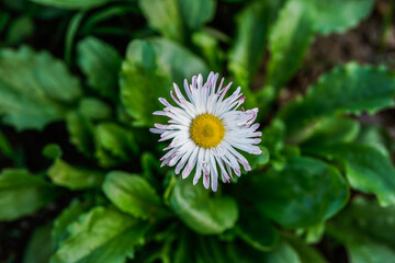 Close up image of a white with pink tips English Daisy flower.