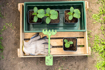 seedlings and gardening tool in a wooden box. View from above