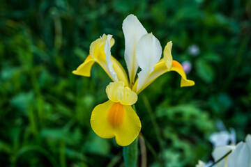 Single yellow and white iris flower growing in a flower garden.