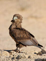 Juvenile Bateleur Eagle, Kgalagadi