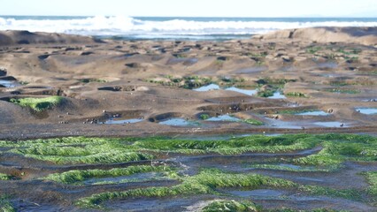Eroded rock formation, tide pool in La Jolla, California coast, USA. Littoral intertidal zone...