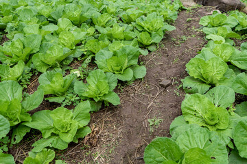 Lettuce field, image of close up lettuce in spring time