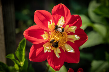 Two bees are busy collecting pollen 