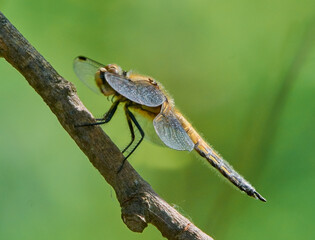 Dragonfly sits on a branch