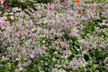 Beautiful Blooming Aster flowers