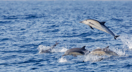 Fototapeta premium Common Dolphin, California Coast, Pacific Ocean, Dana Point, California