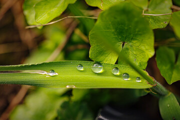 gouttes d'eau sur l'herbe 