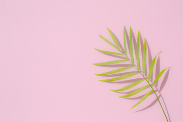 Fototapeta na wymiar Tropical palm leaves at pink pastel background, summer background.