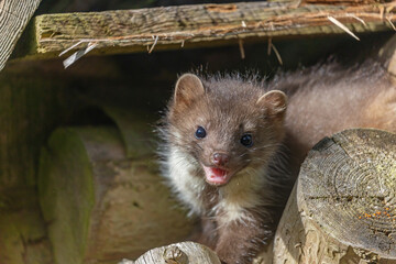 Head of smiling cute young marten looking at the camera. Horizontally. 