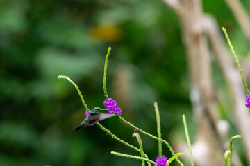 manu nationalpark