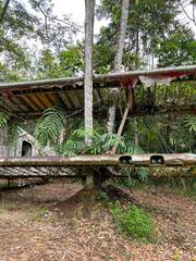 Fototapeta premium manu national park