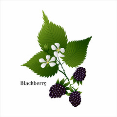 Vector isolated Image with branch of Blackberry