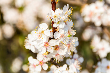 Blüten der Schlehe im Frühling