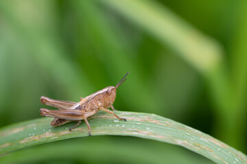 Close up of a small brown grasshopper (Euchorthippus declivus) hiding between green blades of grass.