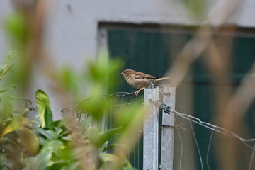 Spatzen M&auml;dchen