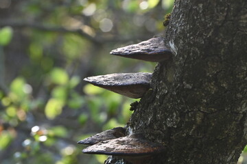 Tree Stump Pilz