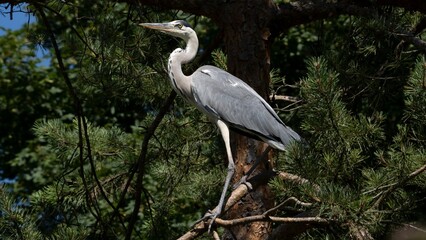 Great blue heron observes the environment from a safe distance