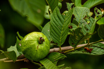 The fruit of the guava plant hanging on a small wooden twig is brown, the leaves are stiff green