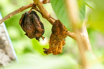 The fruit of the rotten guava plant hanging from a small wooden twig is brown, the leaves are stiff green