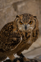 owl on a branch