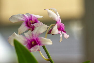 A purple and white dendrobium orchid flower, green stem and leaves