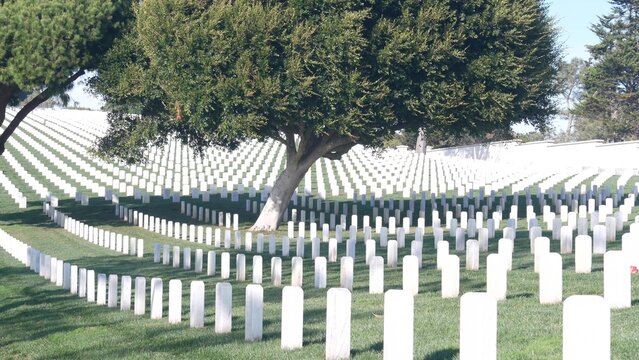 Tombstones on american military national memorial cemetery, graveyard in USA. Headstones or gravestones and green lawn grass. Respect and honor for armed forces soldiers. Veterans and Remembrance Day.