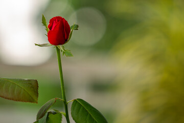 A rose that has not yet bloomed, the bud is green with a few red petals that have come out