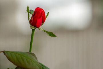 A rose that has not yet bloomed, the bud is green with a few red petals that have come out