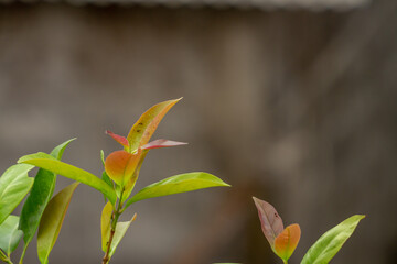 The shoots of bayleaf plant branches are brownish green, still young and growing