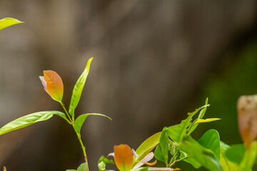 The shoots of bayleaf plant branches are brownish green, still young and growing