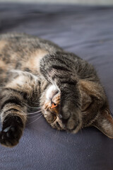 Naklejka na ściany i meble Close-up portrait of a sleeping cat on the bed. Vertical photo