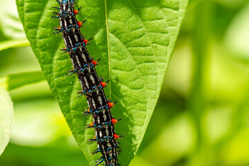 Caterpillar named thorn caterpillar which has a color combination of black and striking red circles