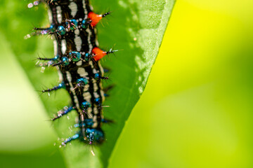 Caterpillar named thorn caterpillar which has a color combination of black and striking red circles