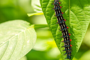 Caterpillar named thorn caterpillar which has a color combination of black and striking red circles