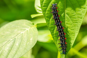 Caterpillar named thorn caterpillar which has a color combination of black and striking red circles